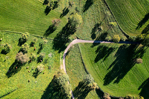 Aerial view of rolling green fields with grazing cattle and natural water streams.