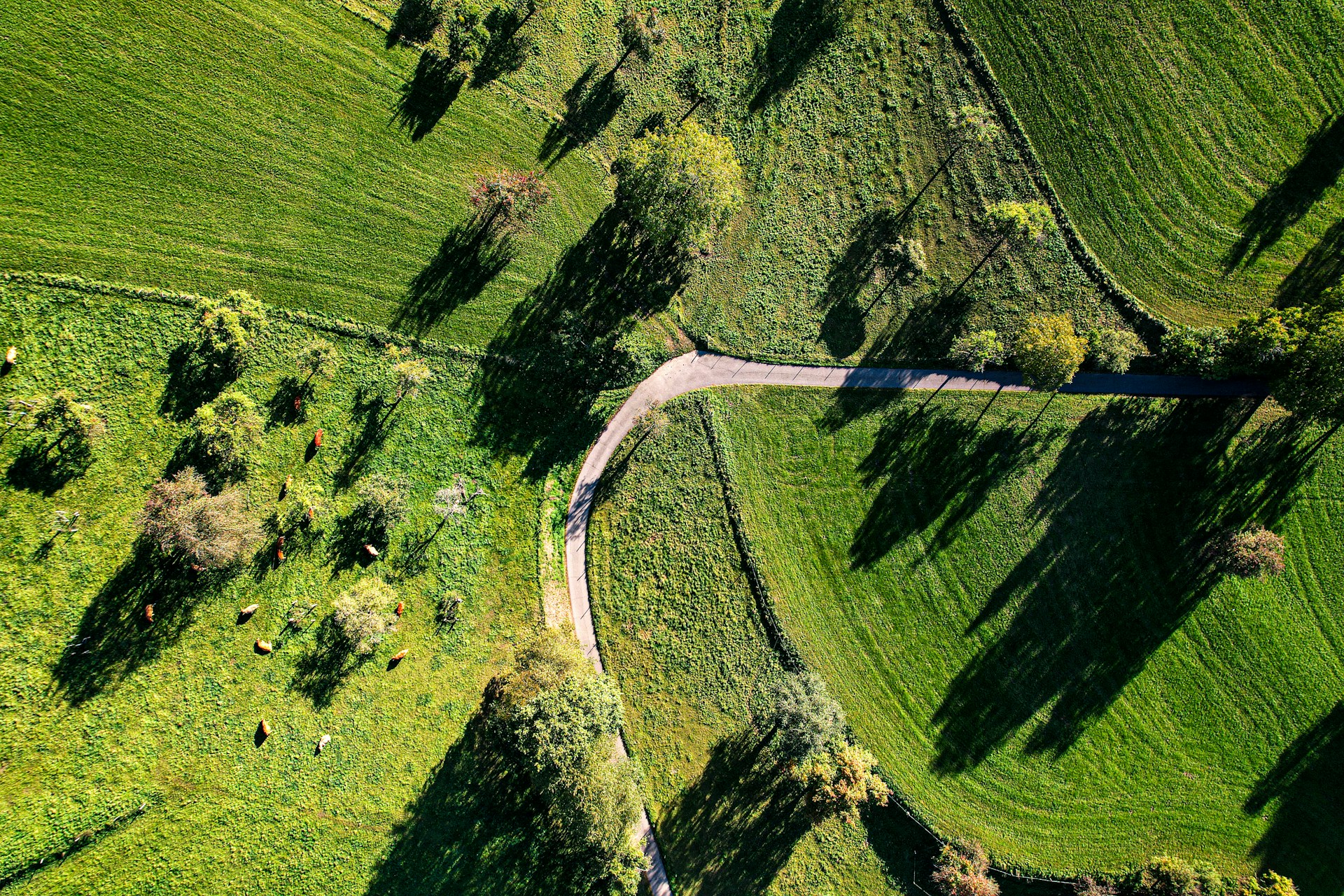 Aerial view of a lush green farm with cattle grazing peacefully, illustrating a harmonious agricultural environment.