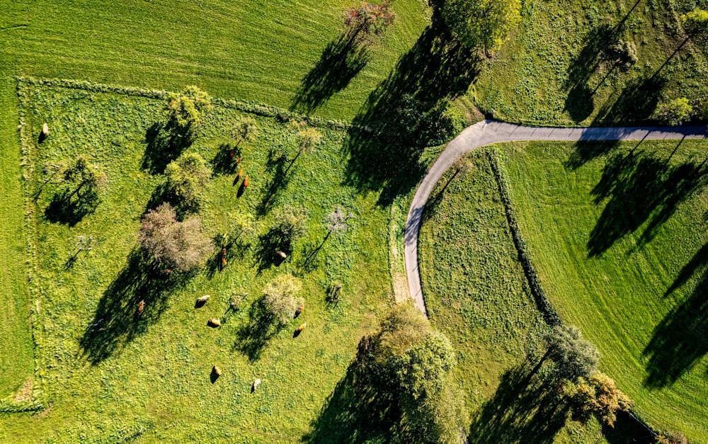 an aerial view of a lush green field