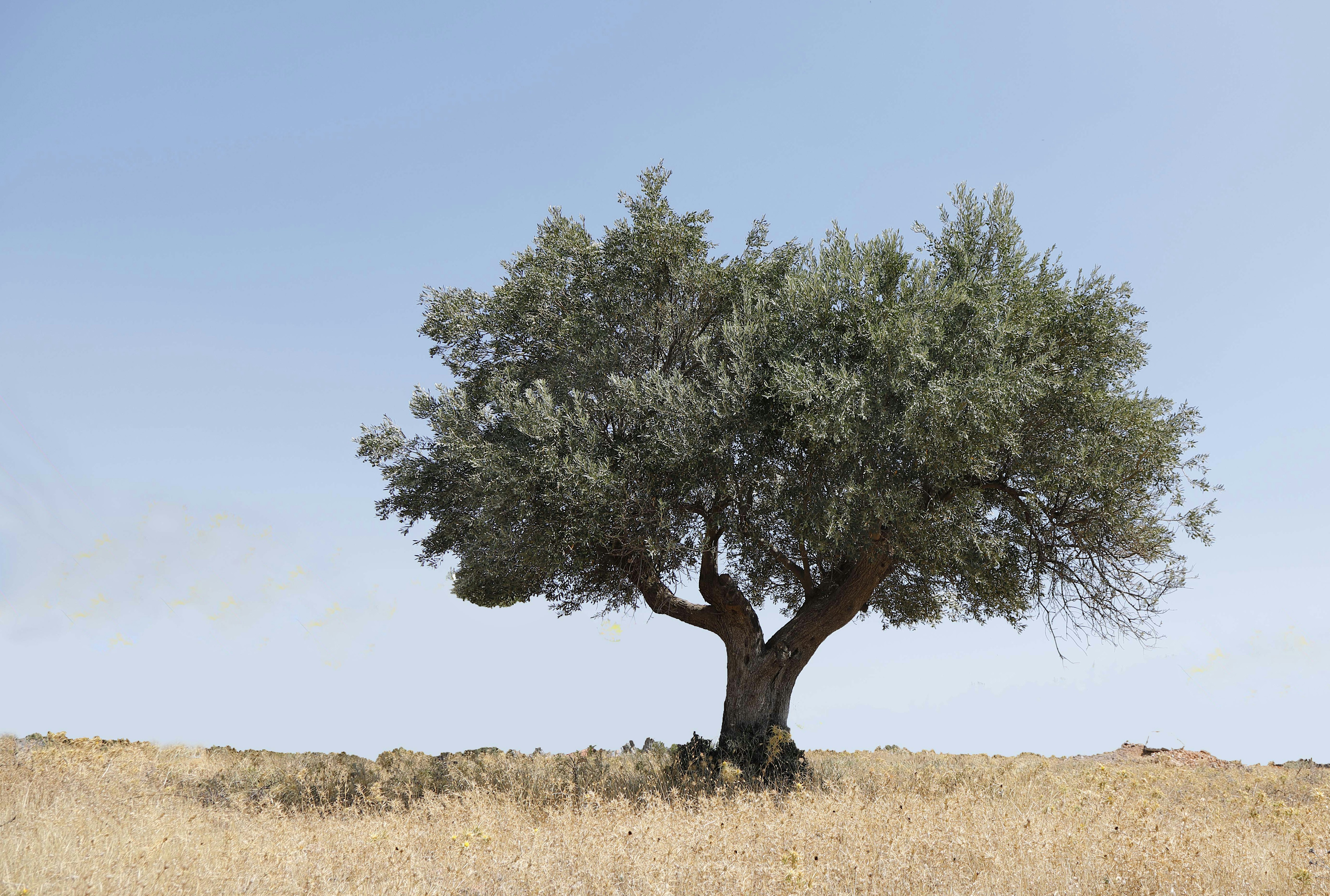 a tree in a field with a blue sky in the background