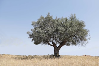 a tree in a field with a blue sky in the background