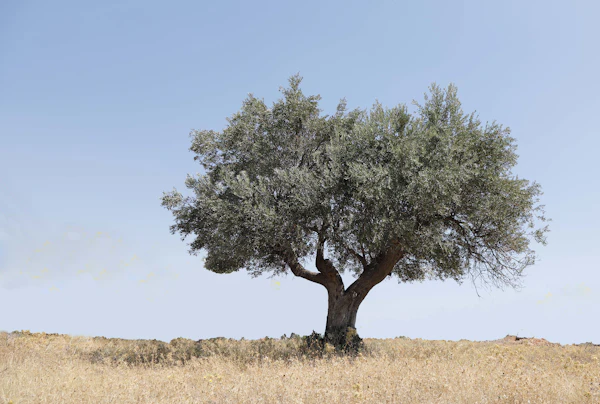 Agricultural Land, Chloraka — 2