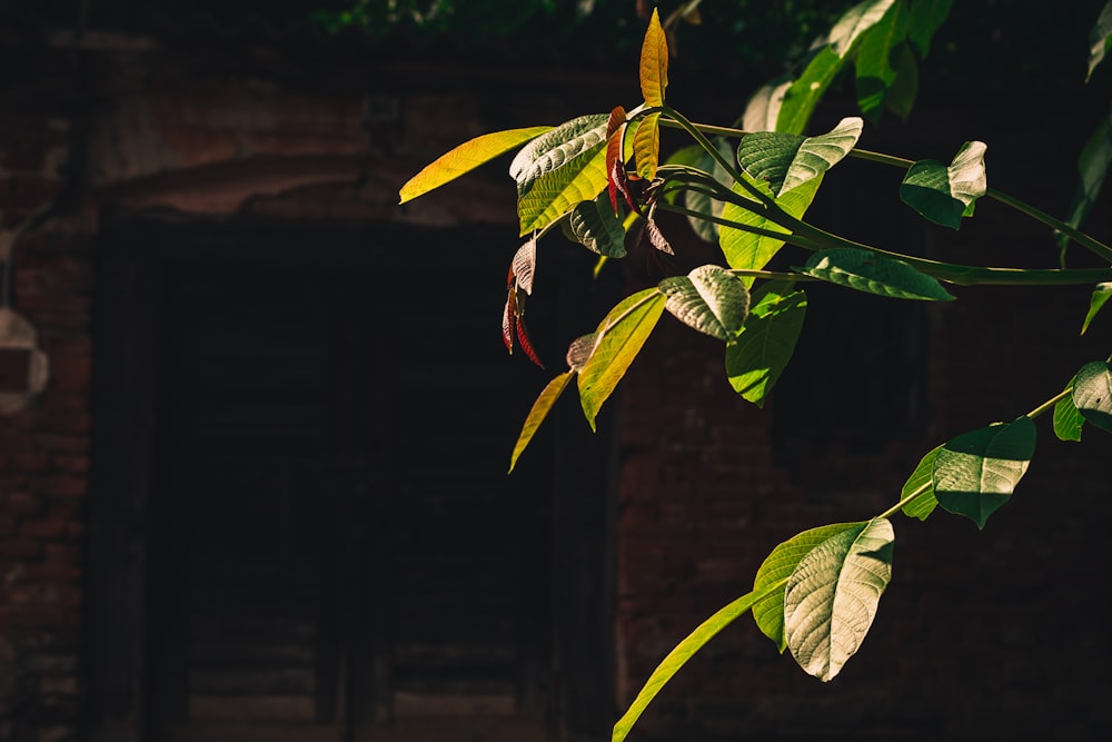 a tree with green leaves in front of a brick building