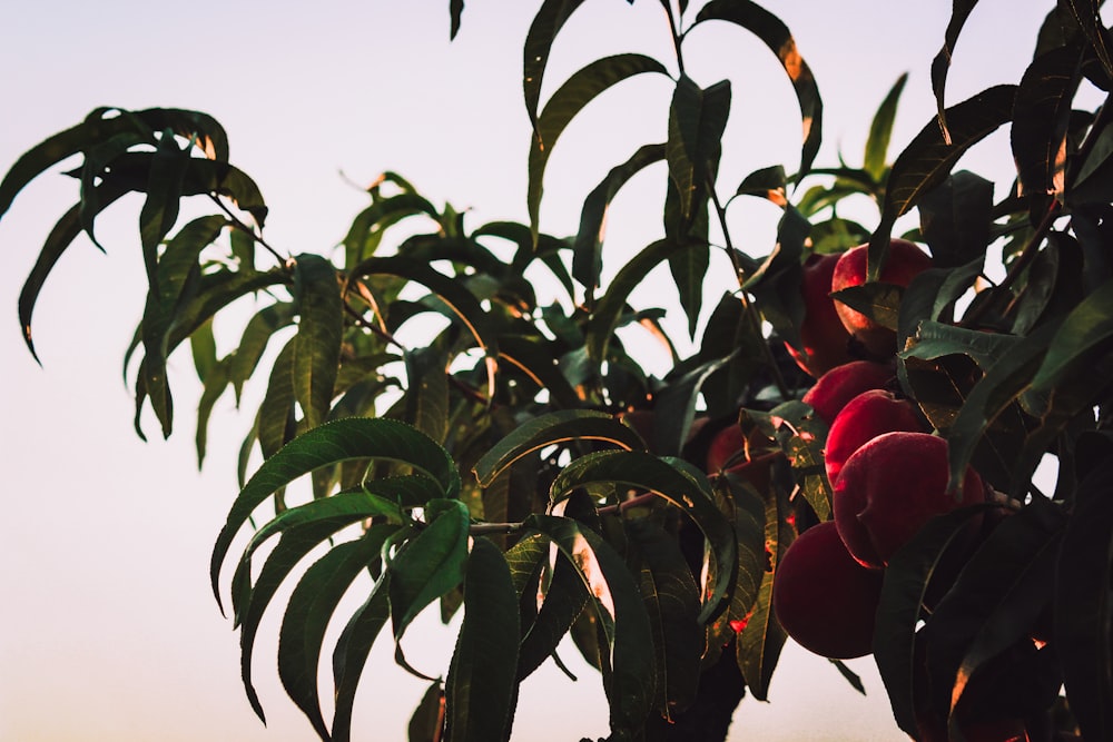 a tree filled with lots of ripe fruit