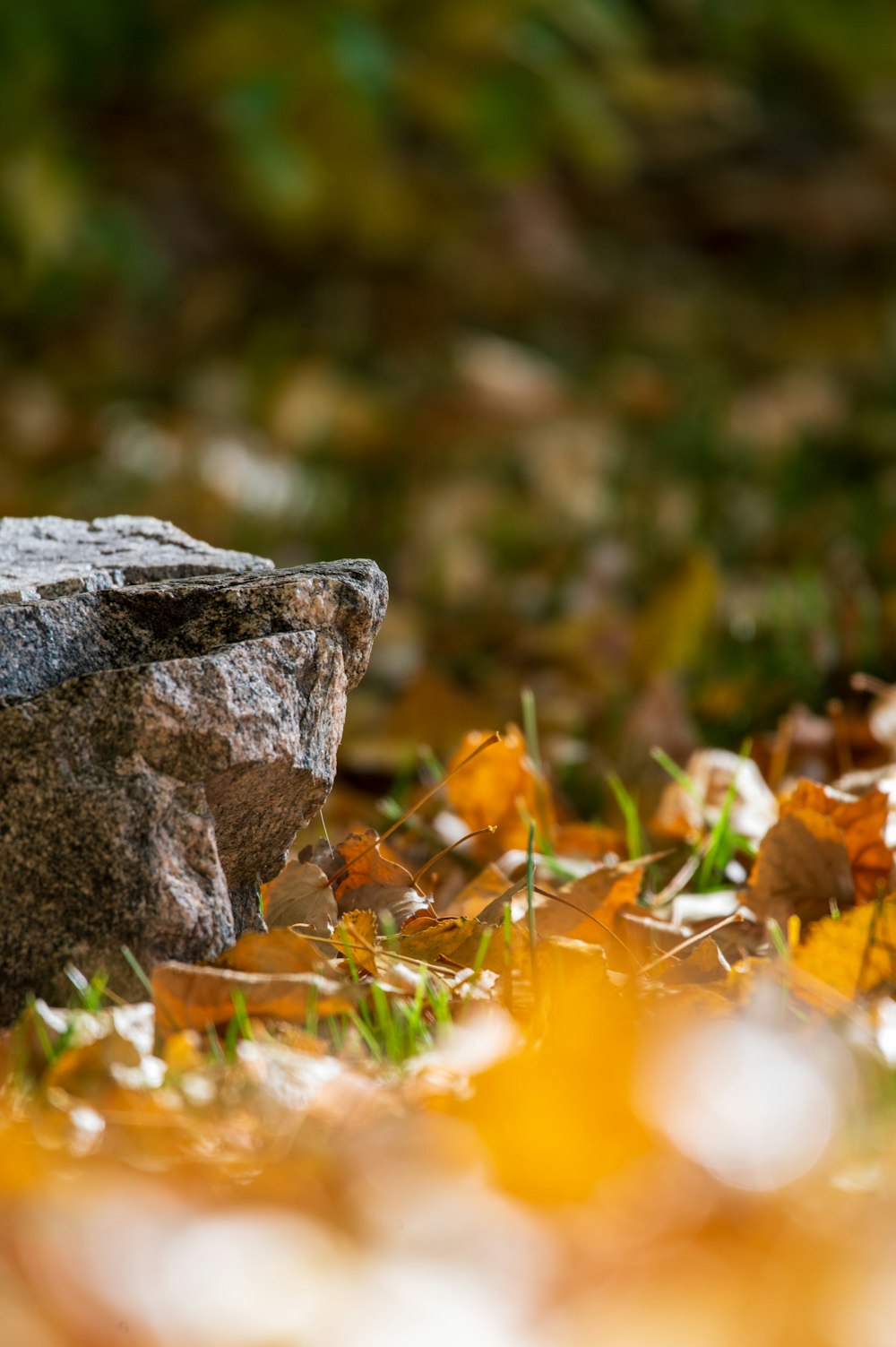 a bird sitting on top of a rock in the grass