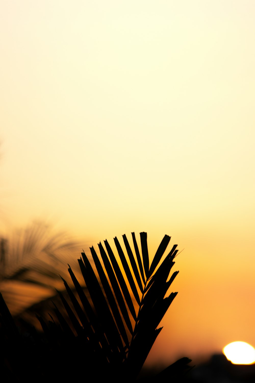 the sun is setting behind a palm tree