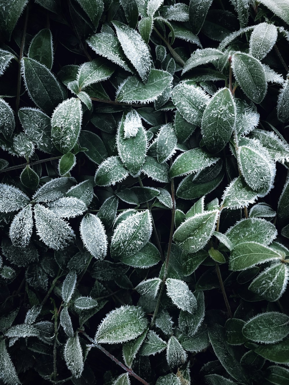 a bush with frosted leaves on it