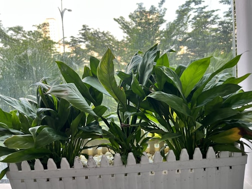 A collection of lush green plants with broad leaves sits inside a white picket-fence style planter. The planter is filled with white pebbles. In the background, the view through a window shows blurred trees and buildings, with natural sunlight illuminating the scene.