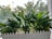 A collection of lush green plants with broad leaves sits inside a white picket-fence style planter. The planter is filled with white pebbles. In the background, the view through a window shows blurred trees and buildings, with natural sunlight illuminating the scene.