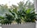 A collection of lush green plants with broad leaves sits inside a white picket-fence style planter. The planter is filled with white pebbles. In the background, the view through a window shows blurred trees and buildings, with natural sunlight illuminating the scene.