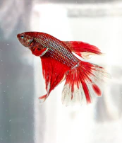 Close-up of a Betta fish showing its bright, colorful scales and elegant fins.