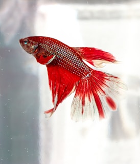 A vibrant betta fish with a long, flowing tail and fins swims gracefully. Its scales shimmer with shades of red and iridescent blue, creating a striking contrast against a light, blurred background.