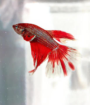 Close-up of vibrant betta fish swimming gracefully in a crystal-clear tank.