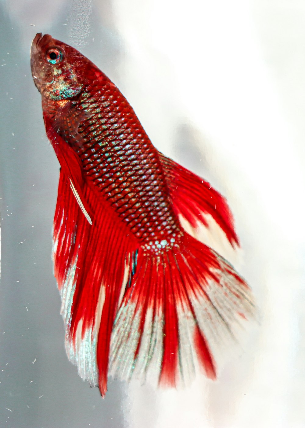 a red and white fish in a tank