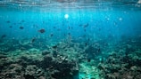 An underwater scene with vibrant marine life, featuring numerous fish swimming in clear blue water above a coral reef. Sunlight filters through the water, creating dappled patterns on the ocean floor and adding a serene glow to the environment.