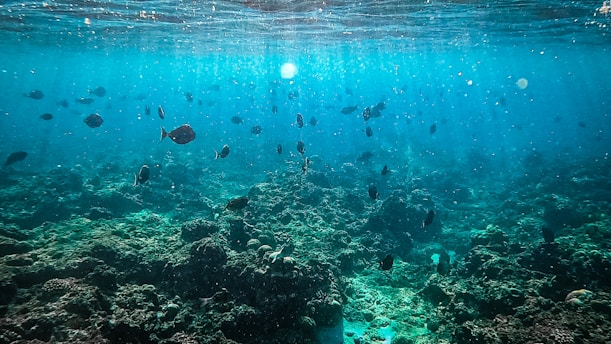 An underwater scene with vibrant marine life, featuring numerous fish swimming in clear blue water above a coral reef. Sunlight filters through the water, creating dappled patterns on the ocean floor and adding a serene glow to the environment.