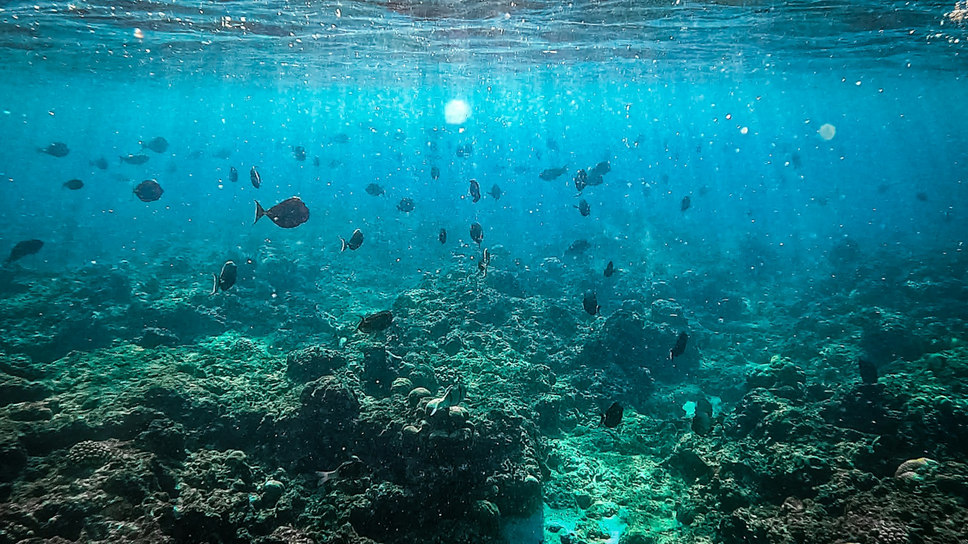 gray computer monitor