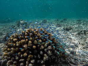 A vibrant underwater scene featuring a large coral formation surrounded by a school of small, bright blue fish swimming in clear turquoise water. The ocean floor is visible, covered with various corals and marine life.