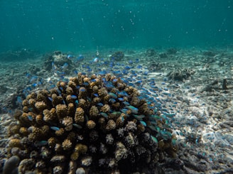 A vibrant underwater scene featuring a large coral formation surrounded by a school of small, bright blue fish swimming in clear turquoise water. The ocean floor is visible, covered with various corals and marine life.