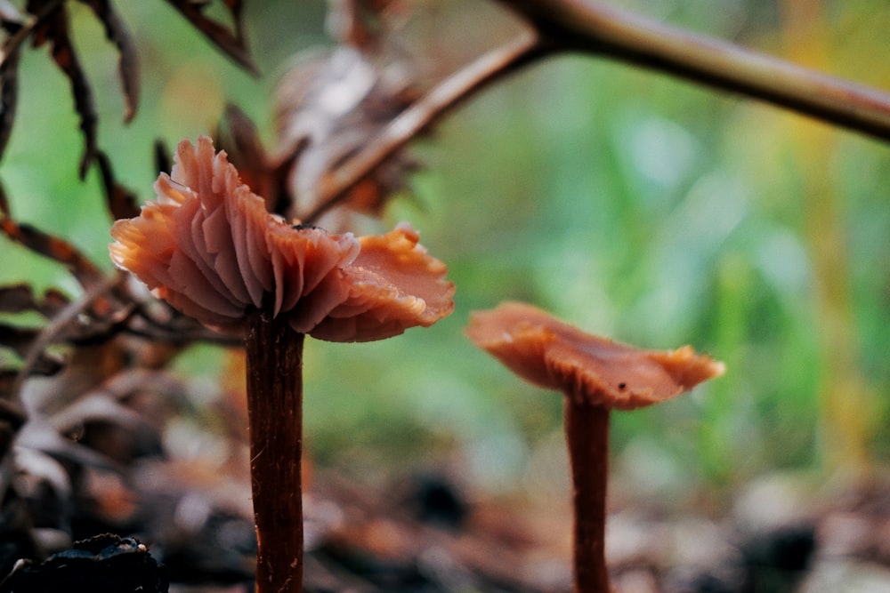 a couple of mushrooms that are on the ground