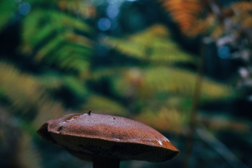 a brown mushroom sitting on top of a wooden pole