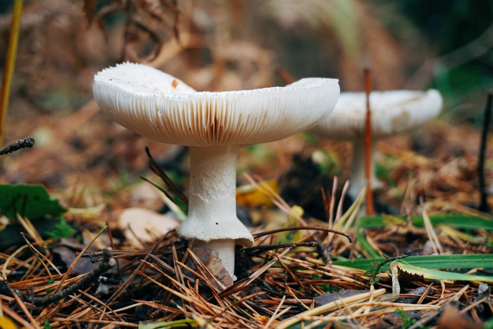 a close up of a mushroom on the ground