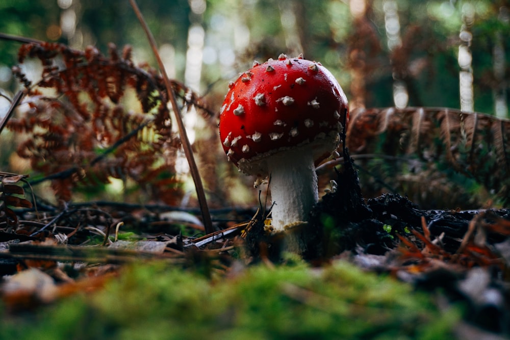 a red mushroom sitting on top of a forest floor