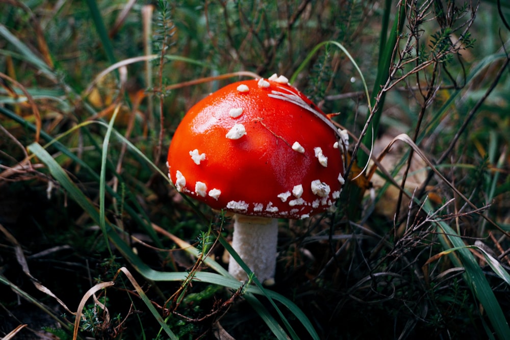 a red mushroom sitting in the grass