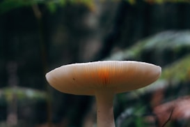 A close-up view of a mushroom featuring a smooth, creamy cap with subtle orange hues underneath and delicate gills. The background is blurred, emphasizing the mushroom's texture and colors, set against a natural woodland environment.