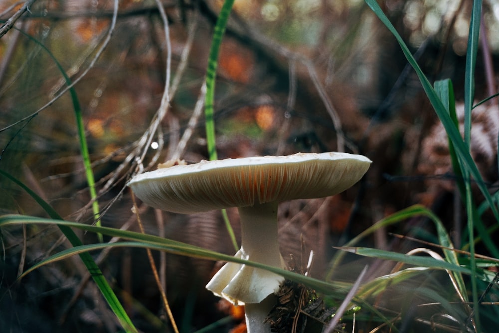 a close up of a mushroom in the grass