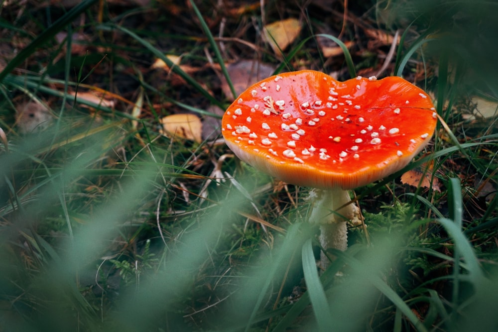 a close up of a small orange mushroom on the ground