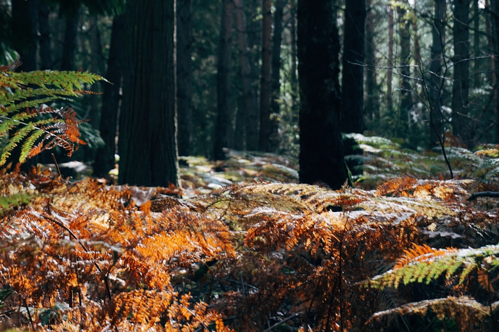 a forest filled with lots of tall trees