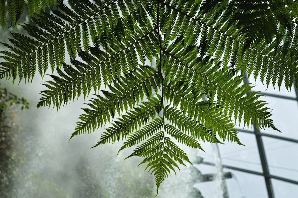 a green leafy plant hanging from the side of a building