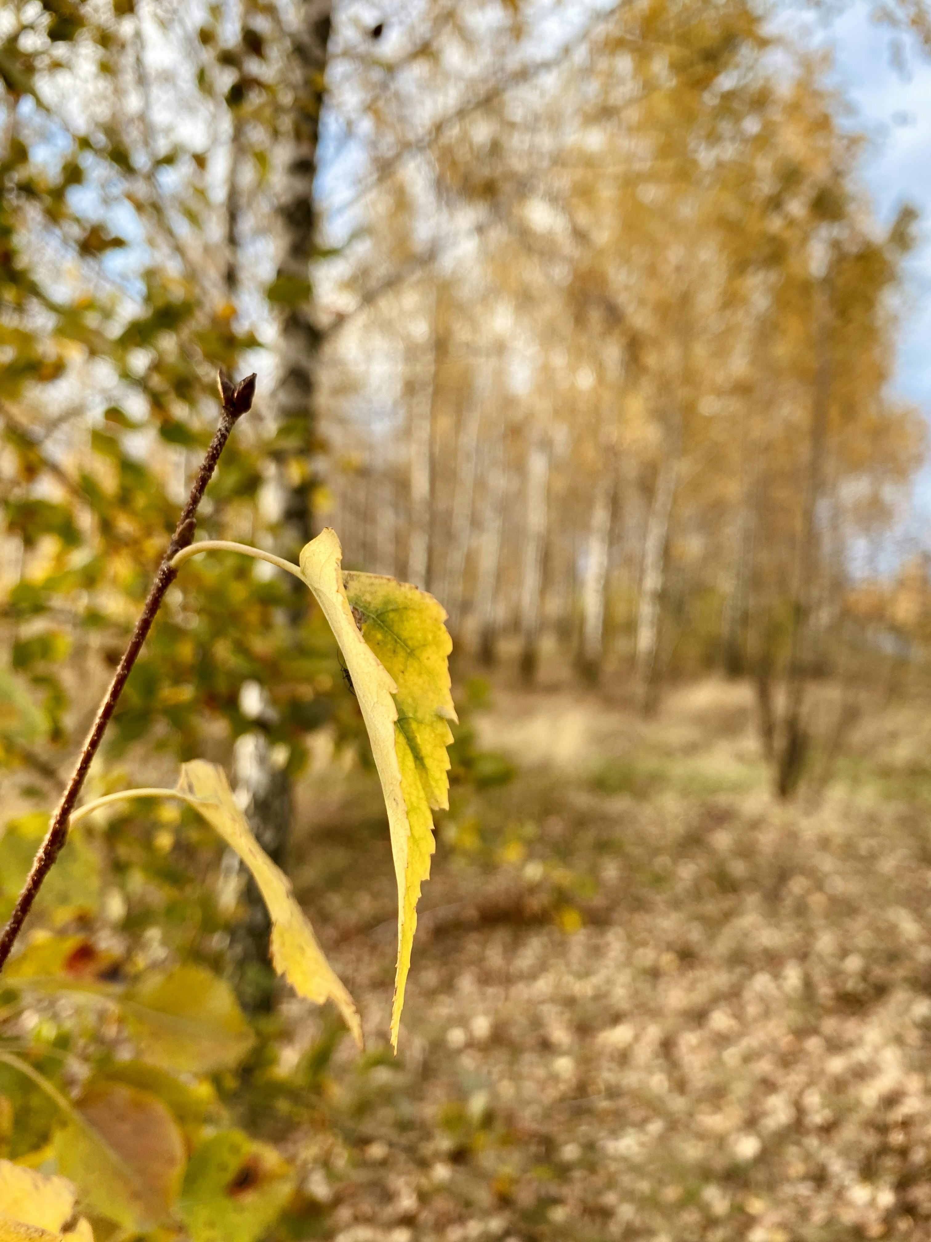 a leaf that is on a tree in the woods