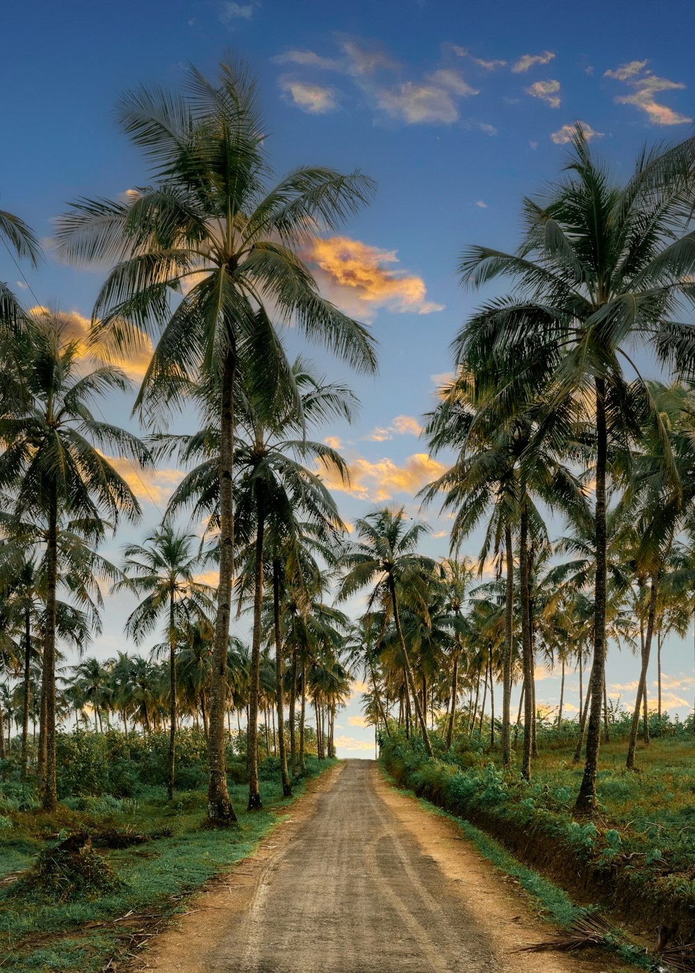 a dirt road surrounded by palm trees under a blue sky