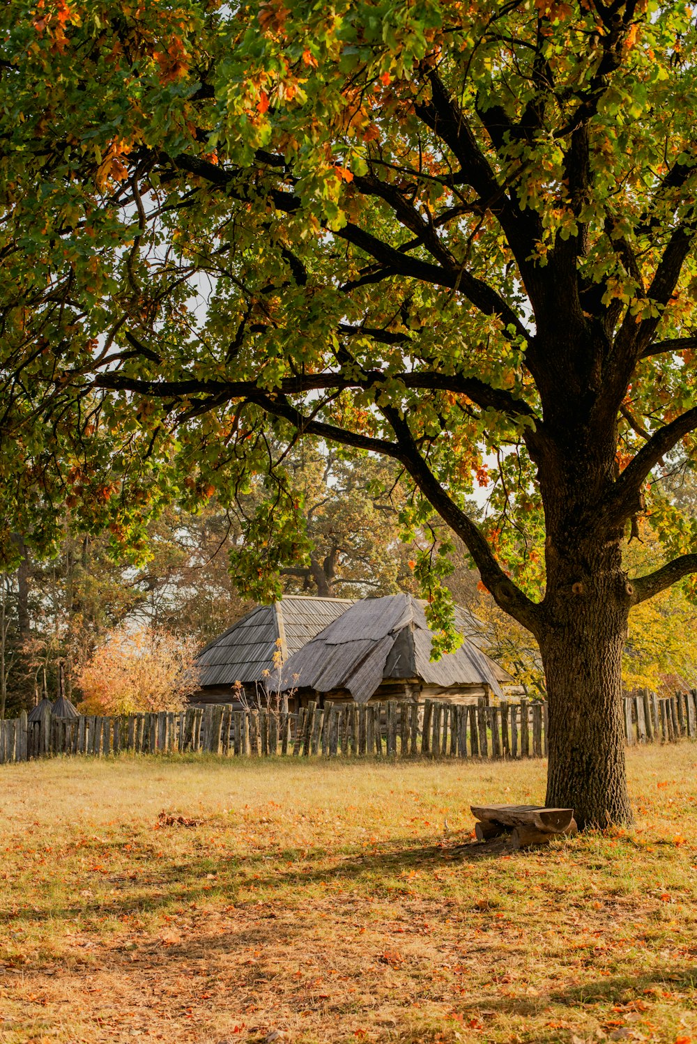 a large tree in front of a wooden fence