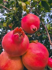 Bright red pomegranates hanging on the tree under sunlight.