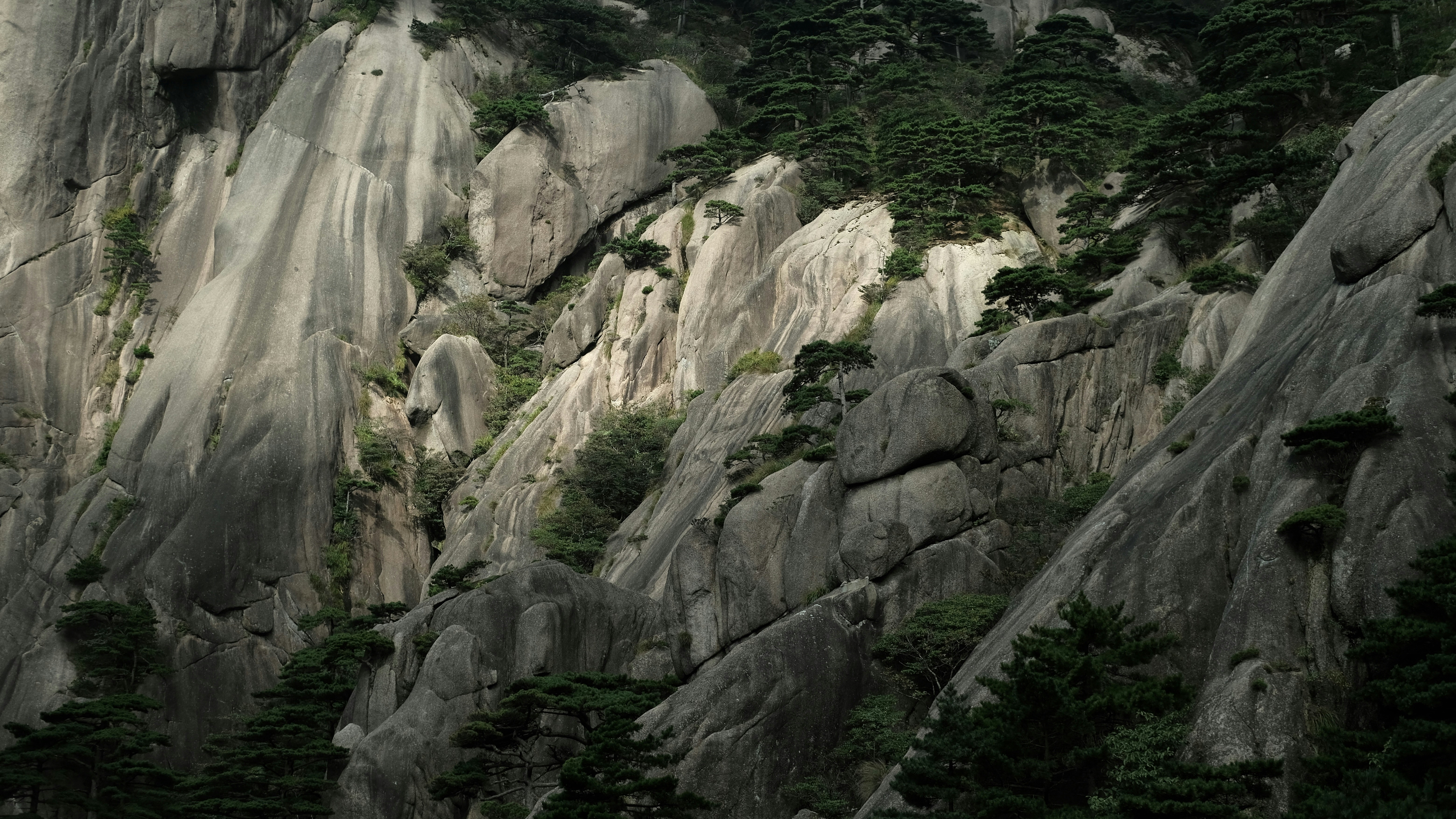 a very tall mountain covered in lots of trees