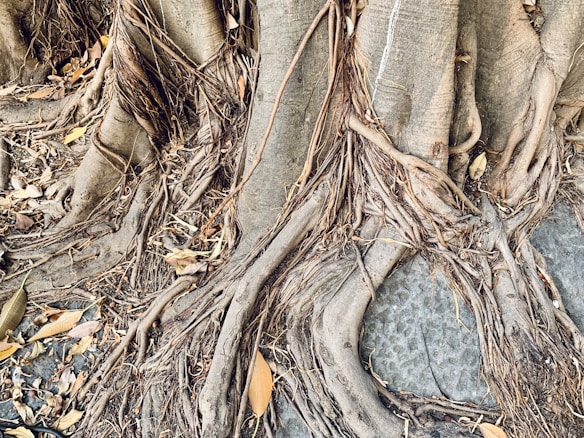 Thick, textured tree roots intertwined with each other are sprawling across a stony ground. Dried leaves are scattered among the roots, adding a rustic element to the scene. The roots exhibit a complex network, resembling veins with their intricate patterns and twisty forms.