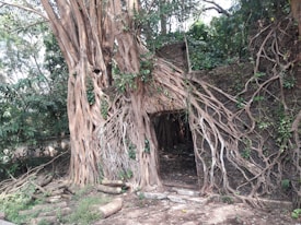 A large banyan tree with extensive aerial roots encases an ancient stone structure. The roots form intricate patterns and stretch across the walls, partially covering a doorway. Surrounding the tree are lush green plants and scattered logs on the ground.