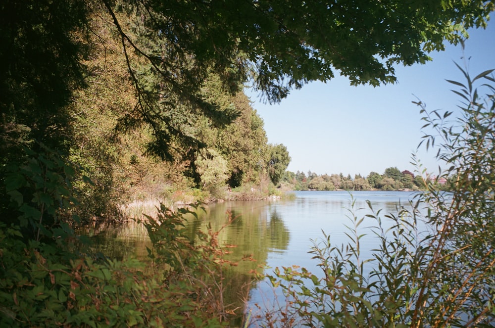 a body of water surrounded by trees and bushes