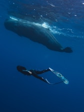 A diver equipped with fins is underwater alongside a large whale, illustrating the vastness and depth of the ocean. The water is a deep blue, contributing to the serene and awe-inspiring ambiance.