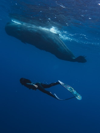 a woman in a wetsuit swimming next to a whale