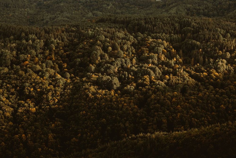 a plane flying over a forest filled with trees