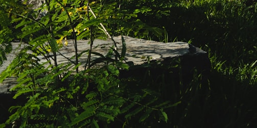 A stone bench nestled under a large oak tree surrounded by vibrant greenery.