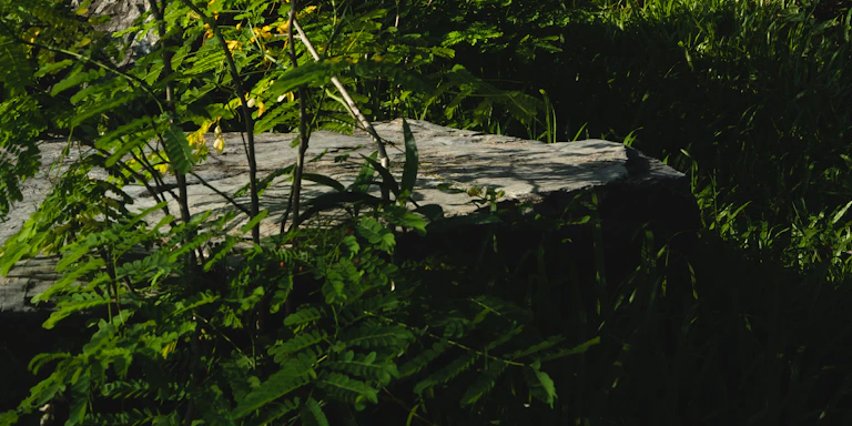 A cozy garden nook with sunlight filtering through leafy branches and a small wooden bench.