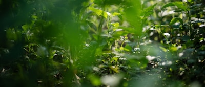 A serene jungle scene with medicinal plants growing wild under dappled sunlight