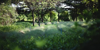 A lush, green environment with dense vegetation and tall trees creating a serene and tranquil atmosphere. The foreground features grasses and plants swaying gently, while the background showcases larger trees with some sunlight filtering through. A lone person is visible in the distance, sitting and possibly reflecting or relaxing.