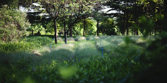 A lush, green environment with dense vegetation and tall trees creating a serene and tranquil atmosphere. The foreground features grasses and plants swaying gently, while the background showcases larger trees with some sunlight filtering through. A lone person is visible in the distance, sitting and possibly reflecting or relaxing.