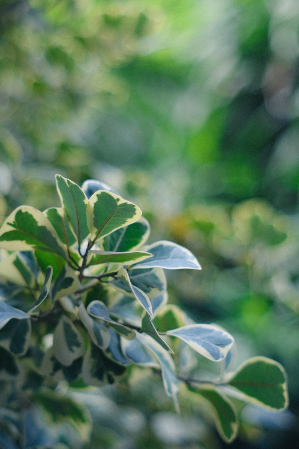 a close up of a green leafy plant